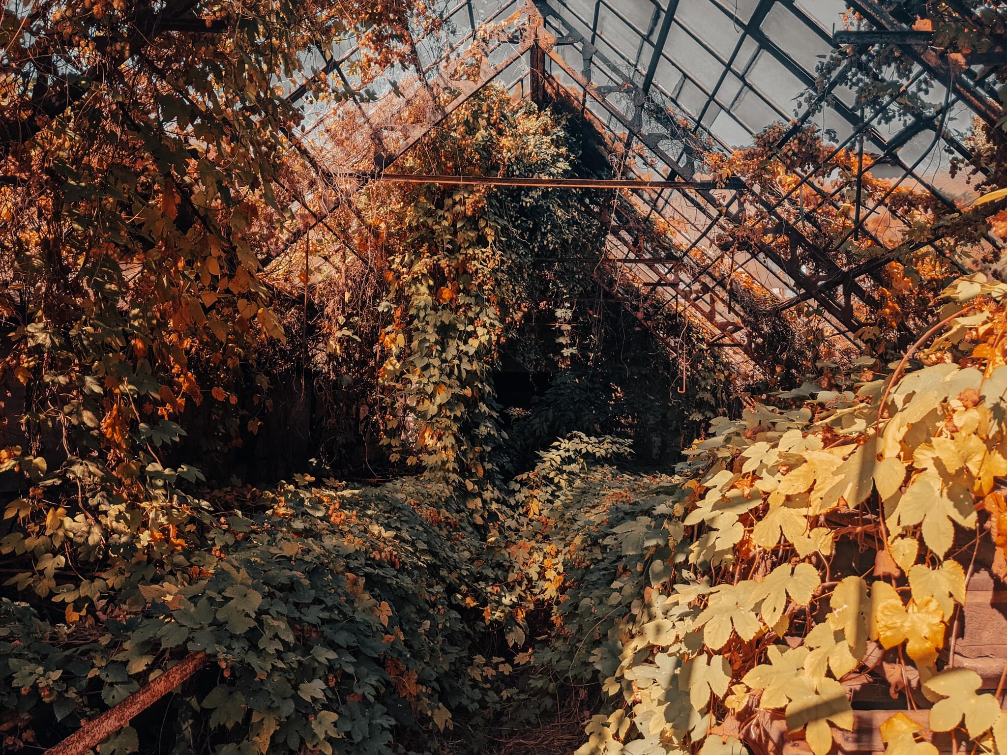 Morning light through a derelict greenhouse, condensation on cracked panes, overgrowth reclaiming the benches